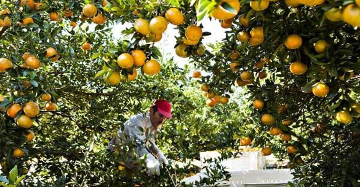 Multan a 19 ETT y almacenes por contratar a 10.000 jornaleros pagándoles la mitad de sueldo
