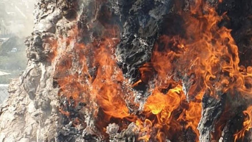 They suffocate a fire in a dragon tree in Tenerife