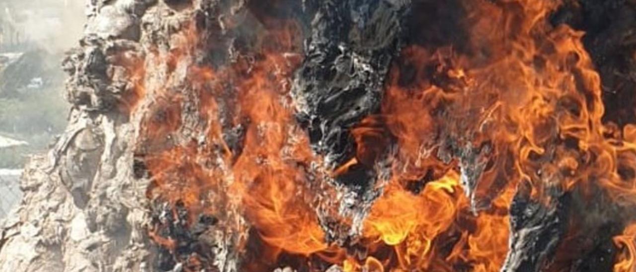 Incendio en un drago en Tenerife