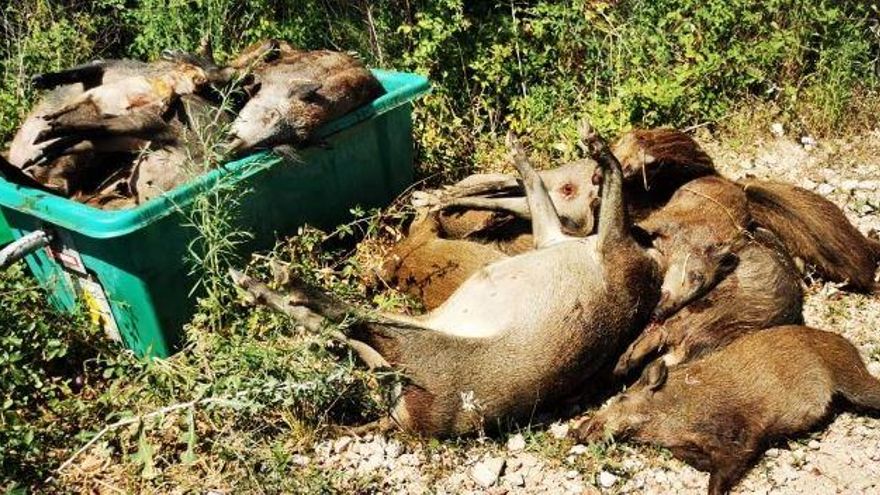 Els caçadors de Girona assenyalen la Generalitat per un abocament de senglars a la Vall del Llémena