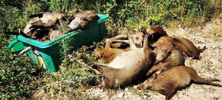 Els caçadors de Girona assenyalen la Generalitat per un abocament de senglars a la Vall del Llémena
