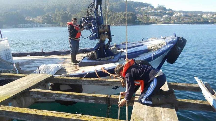 Dos operarios instalan el marisco en una de las bateas depuradoras.