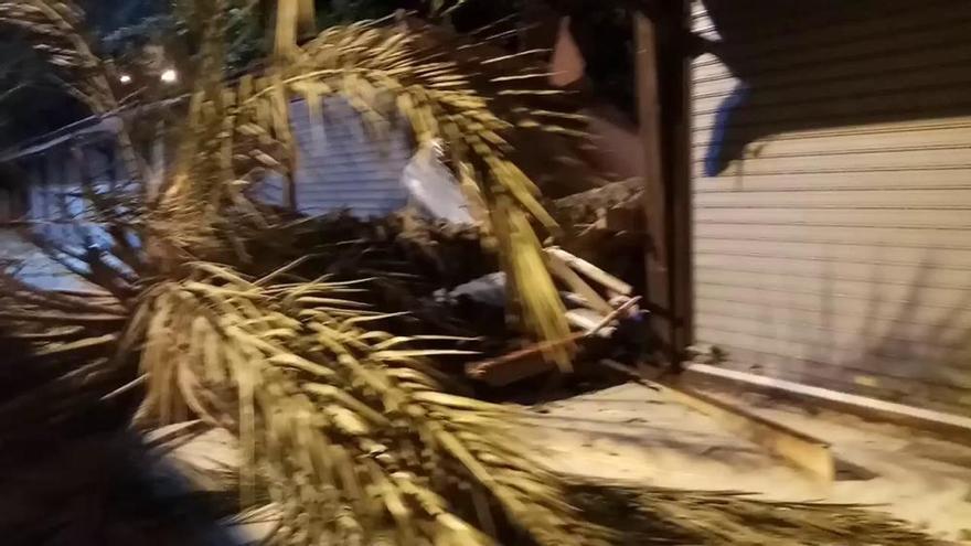 Cae una palmera sobre un puesto del Paseo de La Libertad de Torrevieja