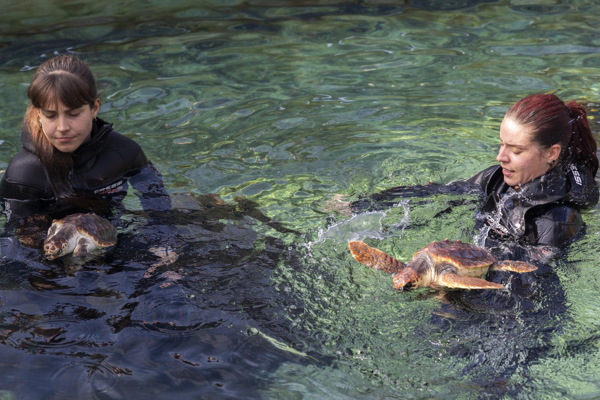 El Oceanogràfic presenta su campaña 'Tortugas 2022'