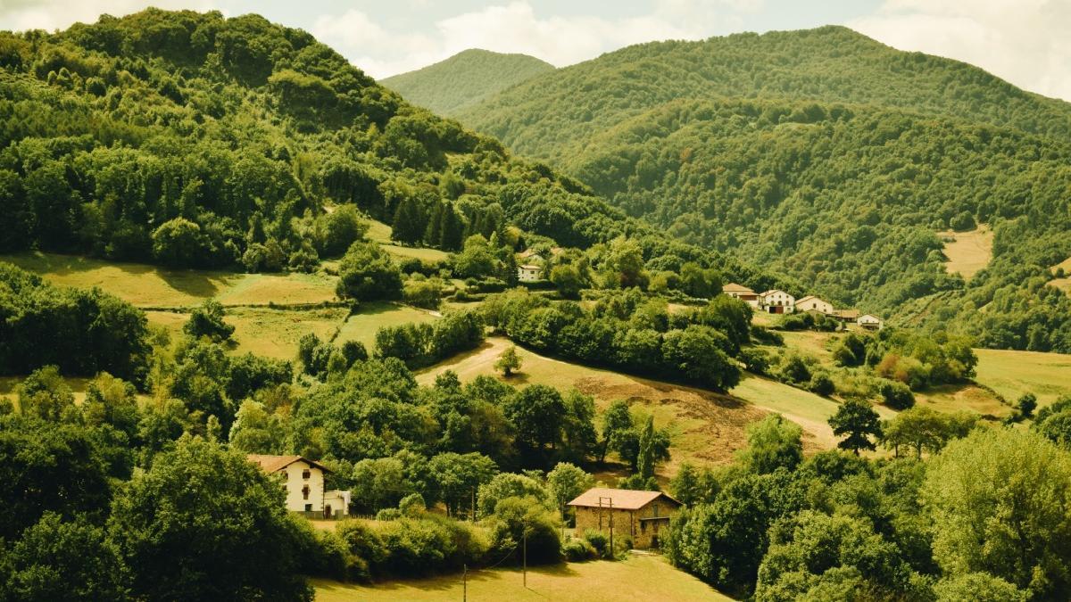 Bosques de hayas y robles en Navarra