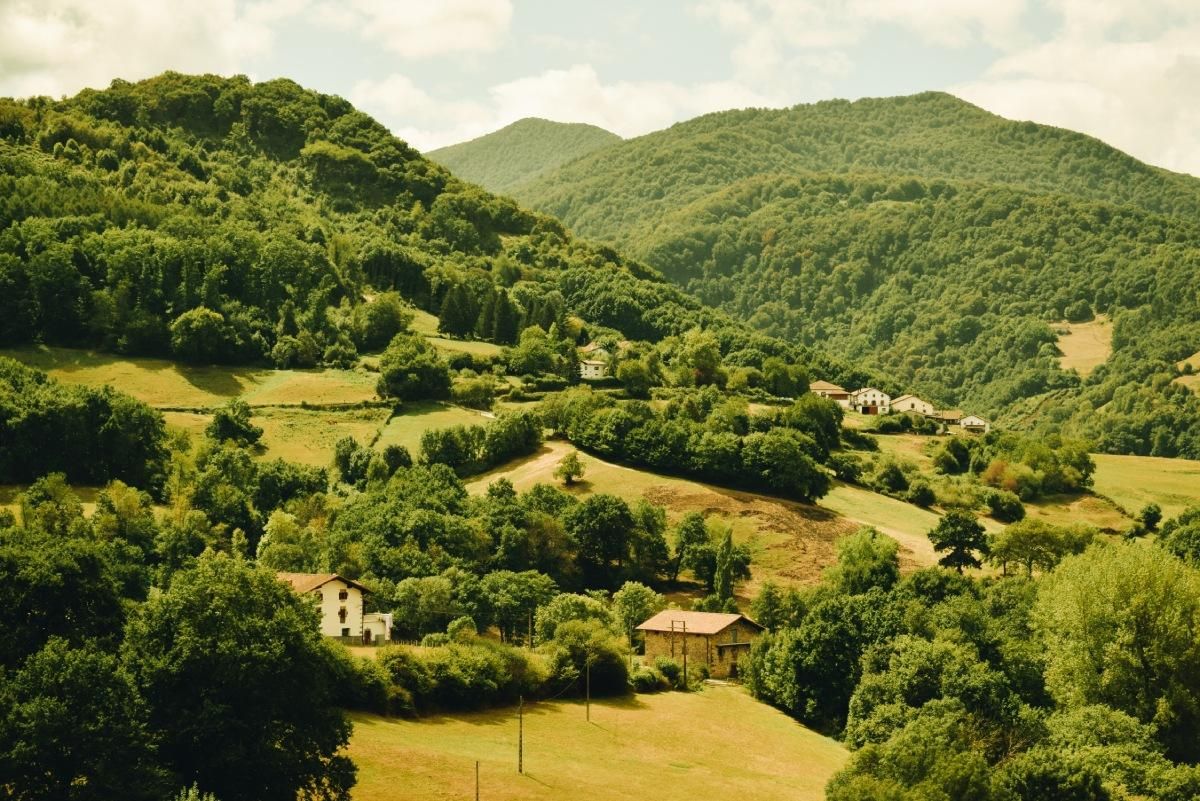 Bosques de hayas y robles en Navarra