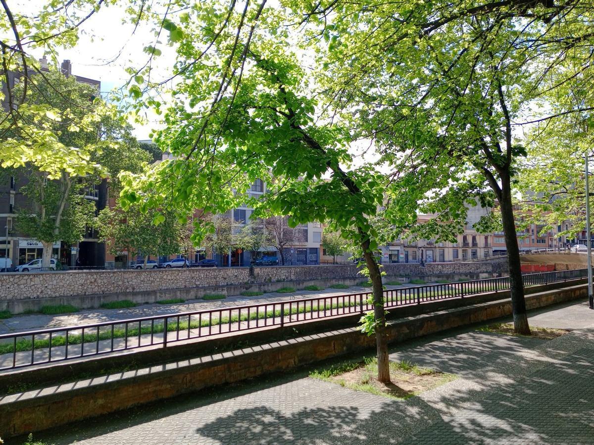 Un arbre que s'havia de talar l'any passat al passeig José Canalejas perquè estava mort.