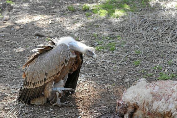 Der Bestand der Tiere ist zwar gesichert, aber die Stiftung, die sie betreut, sucht deutschsprachige Helfer.