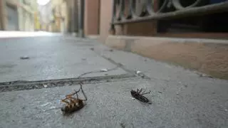 Una nueva ola de calor africano agravará la plaga de cucarachas en Castellón