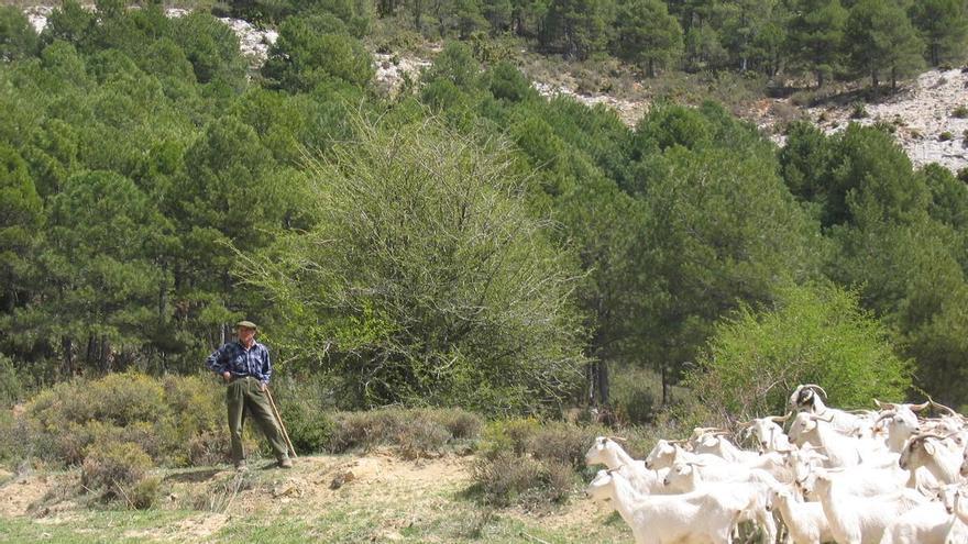 2026, el año para poner  en valor el pastoreo