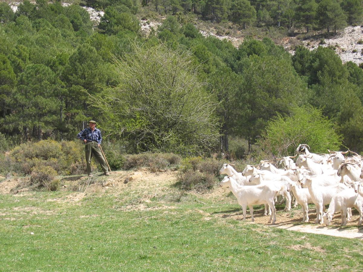 Rebaño de cabras de raza Blanca Andaluza con su pastor en el altiplano granadino.