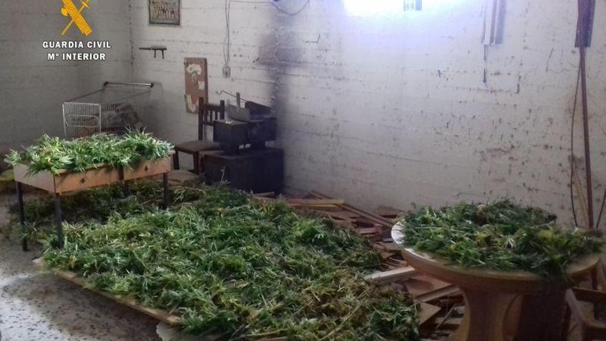 Detenidos dos vecinos de la Hoya de Huesca tras incautarles 47 plantas de marihuana