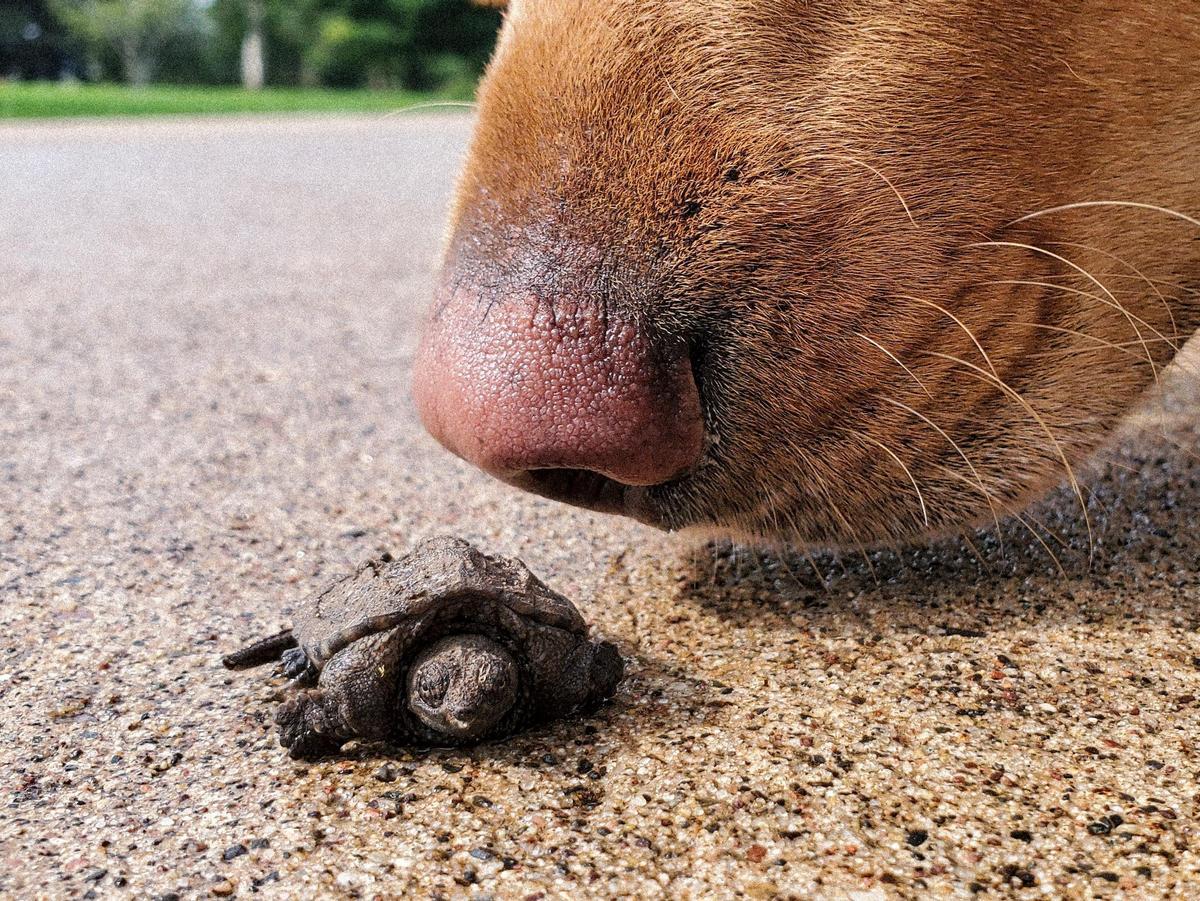 Un perro y una tortuga.