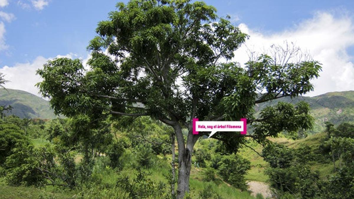 Apertura Treedom 2