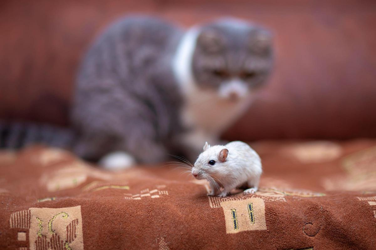 Gatos y ratones no son compatibles en convivencia.