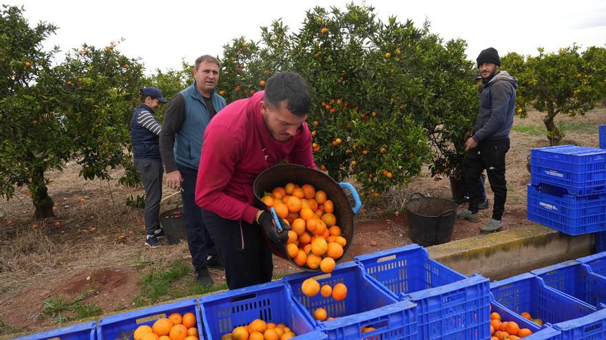 El abandono de fincas hunde aún más la cosecha citrícola en Castellón