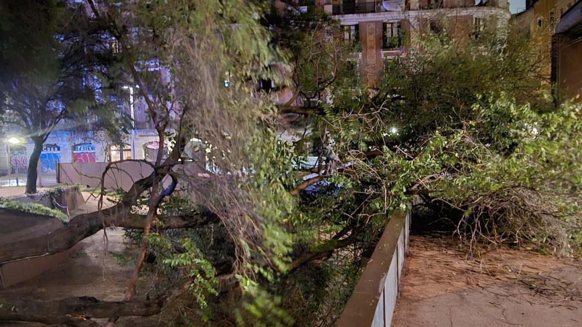 El árbol caído por efecto del viento y la lluvia en la plaza Vila de Madrid, en Barcelona.