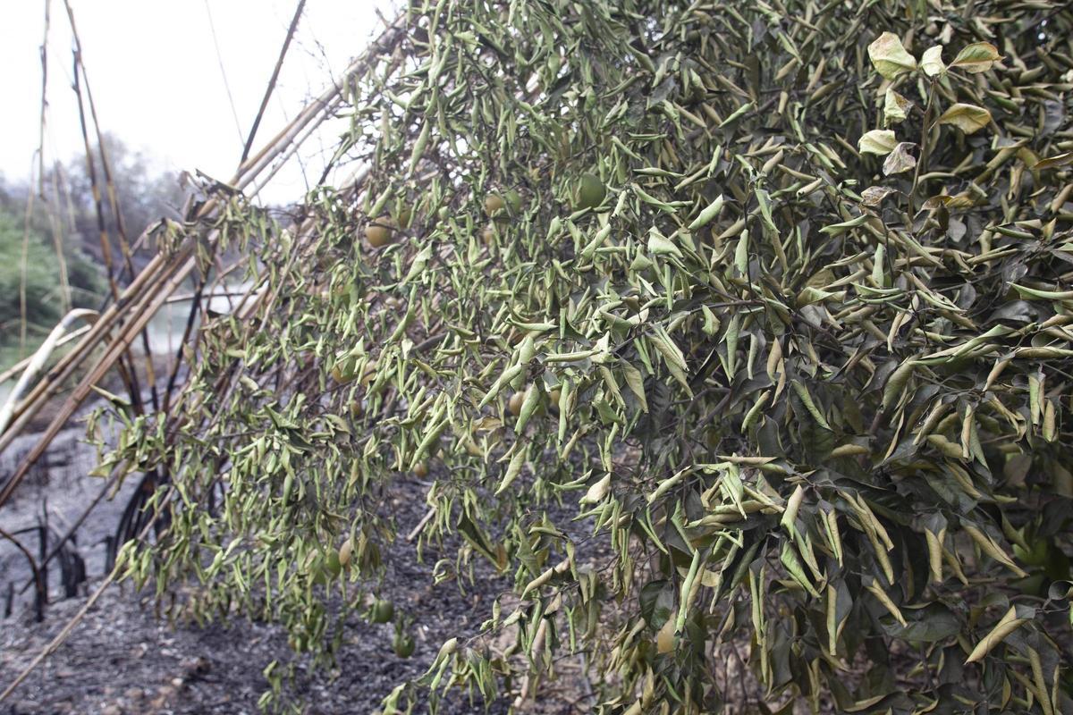 Naranjos afectados por el fuego.