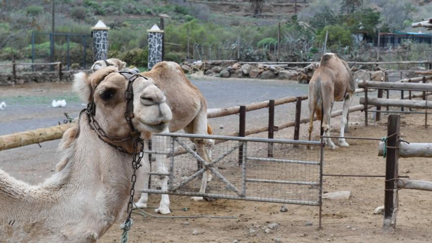 Camellos que este año se han quedado sin cabalgatas