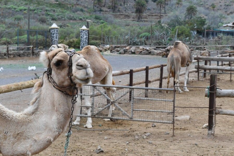 Camellos que este año se han quedado sin cabalgatas