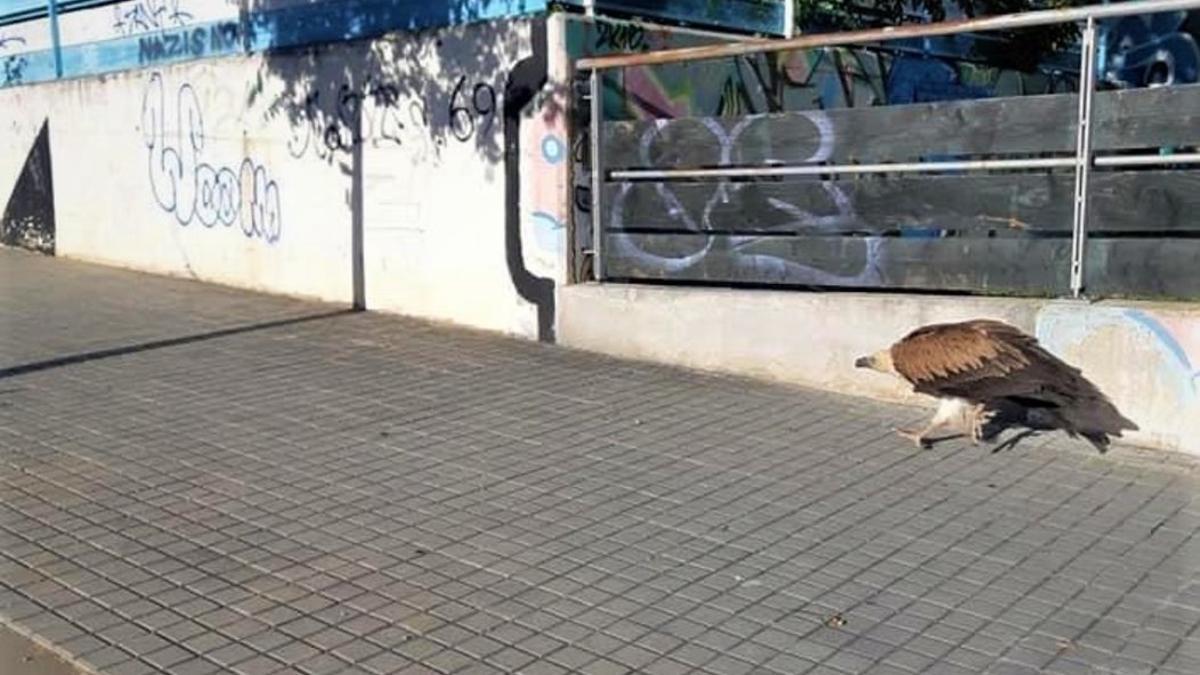 Avistado un buitre en los barrios de La Morera y Bufalà de Badalona.