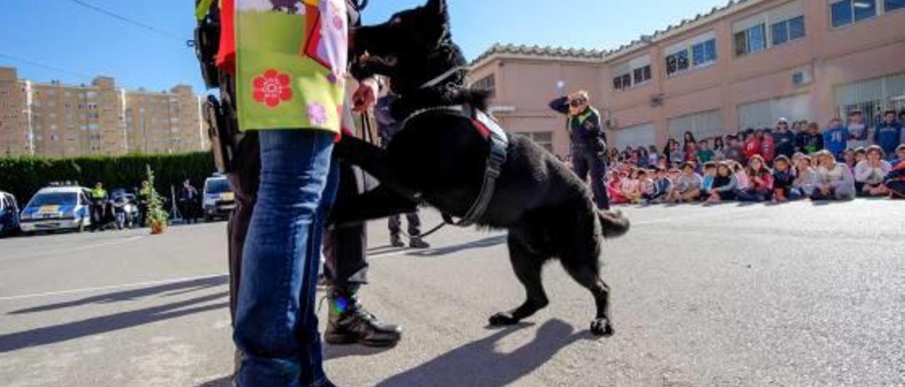 Imagen de una exhibición de la Unidad Canina de la Policía Local de Alicante en un colegio.