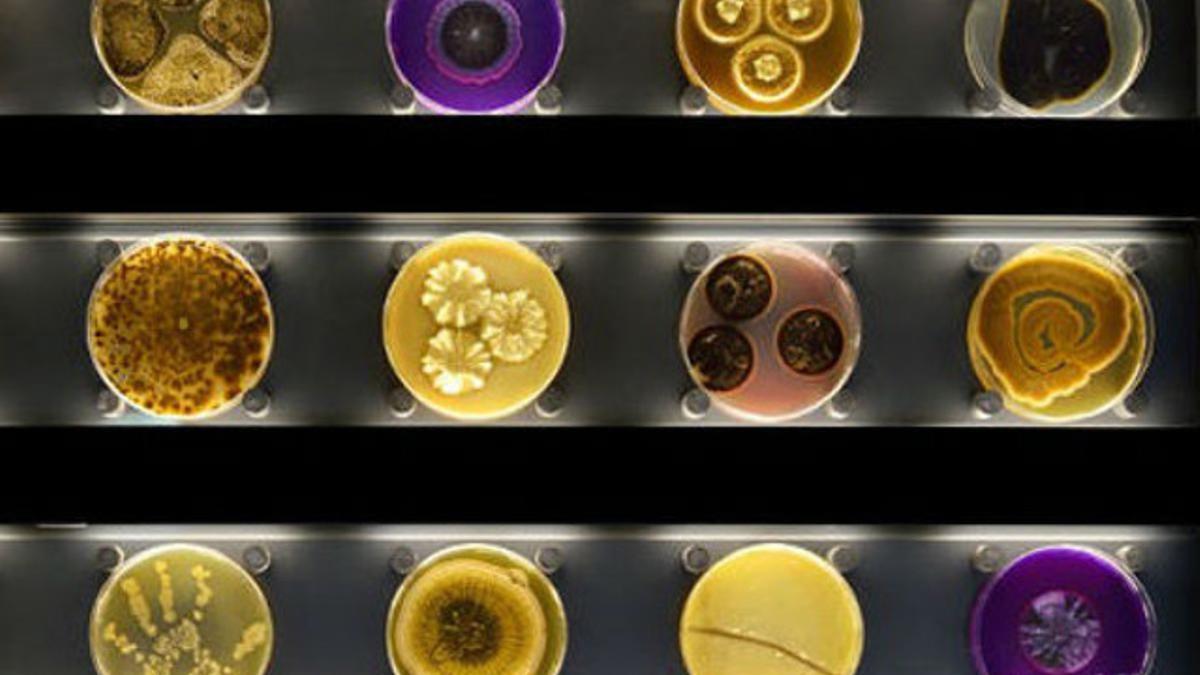 Diversos microorganismos se muestran en cajas de Petri, en Micropia.