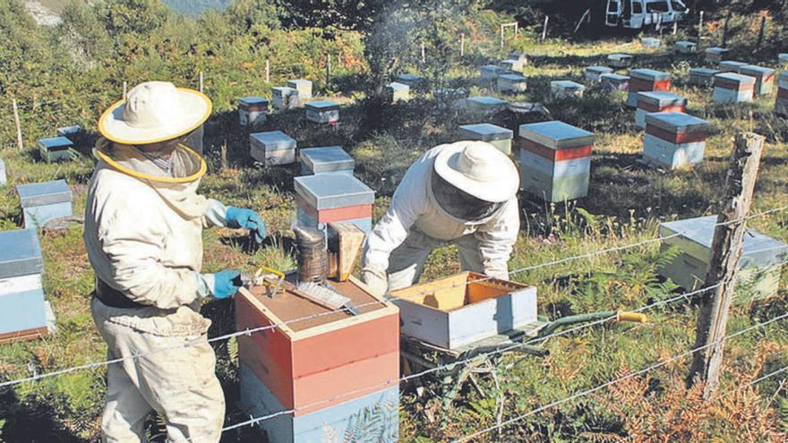 La cosecha de miel en Asturias, adelantada y desigual entre la costa y la zona de interior
