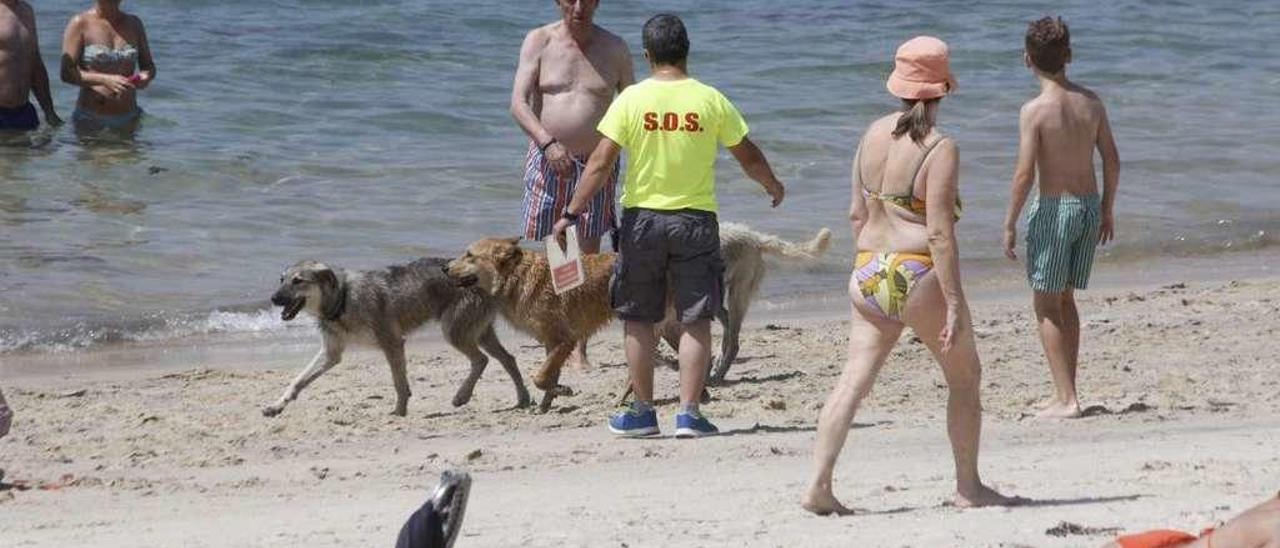 Perros sueltos en la playa de Rodeira. // Santos Álvarez