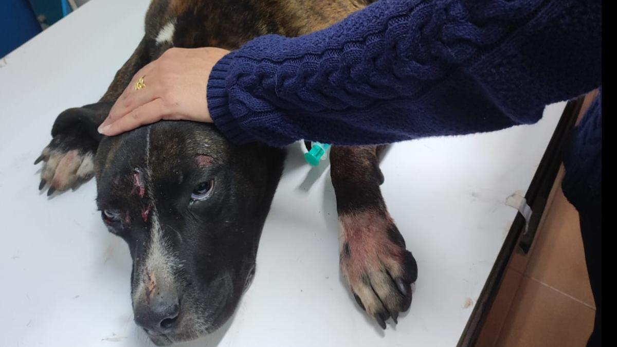 ABANDONO ANIMAL CANARIAS: Atropellan y dejan morir a un perro en Gran  Canaria