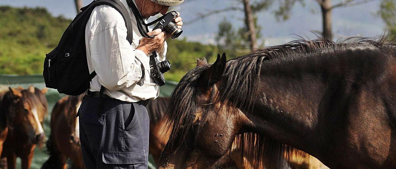 Un fotógrafo toma una instantánea de un caballo, tras reunira las manadas para la Rapa.  | // BERNABÉ/J.LALÍN