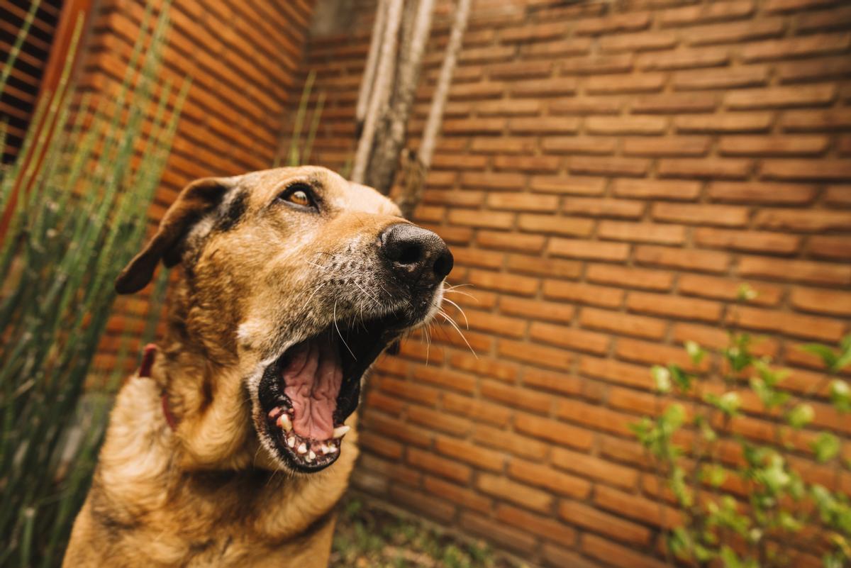 Las multas desconocidas por dejar a tu perro atado frente a un establecimiento