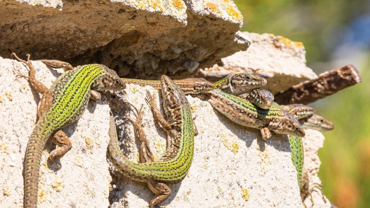 La invasión de serpientes amenaza con acabar con las lagartijas de Ibiza
