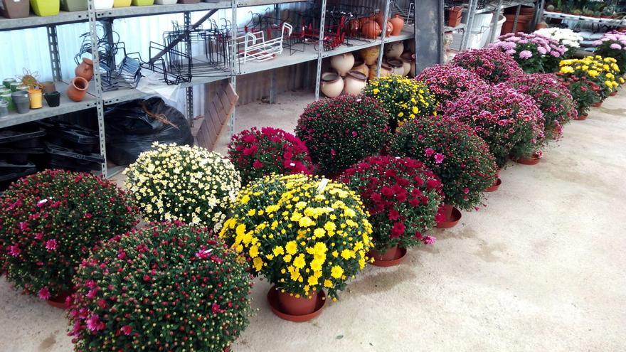 Garden Sant Pere ofereix més de 15.000 opcions de plantes i bona ubicació