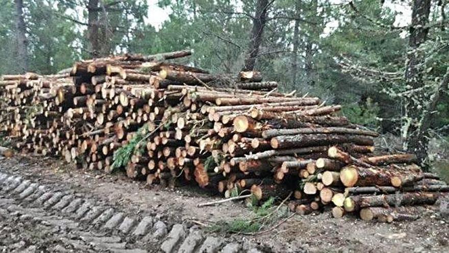 Apilamiento de madera de pino en un pinar alistano.