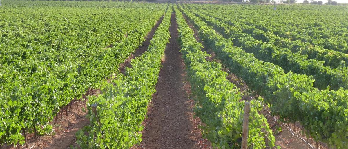 Paisaje de viñedos en el término municipal de Requena.