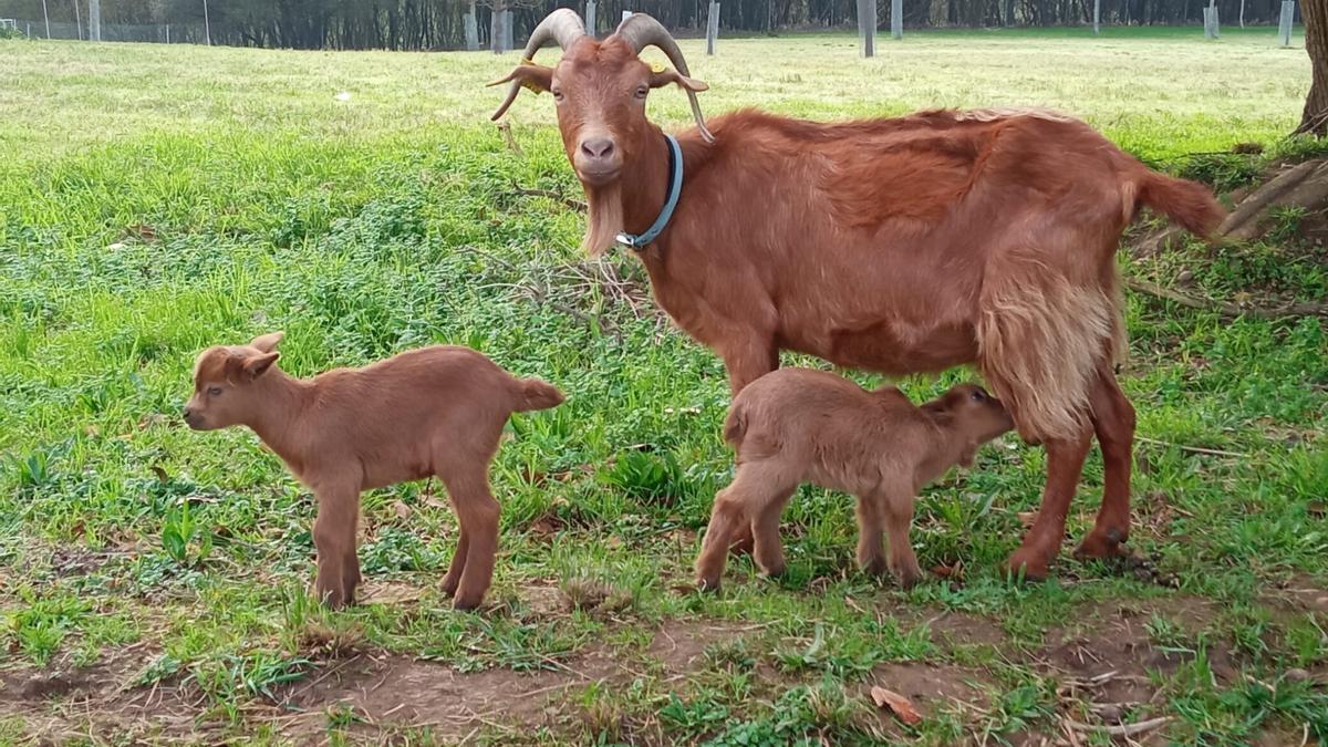 Crece el rebaño del Cunqueiro: nacen dos cabras
