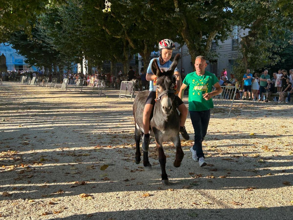 O Gran Derbi Asnal regresa a Padrón en clave de homenaxe aos burros fariñeiros