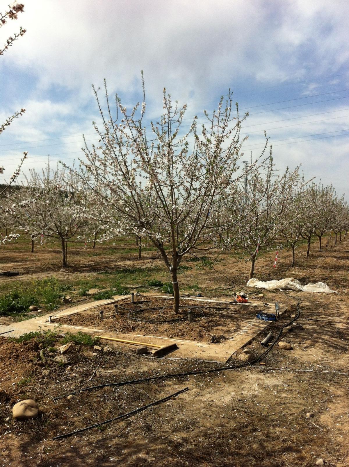 Almendro de estudio sobre necesidades de riego.