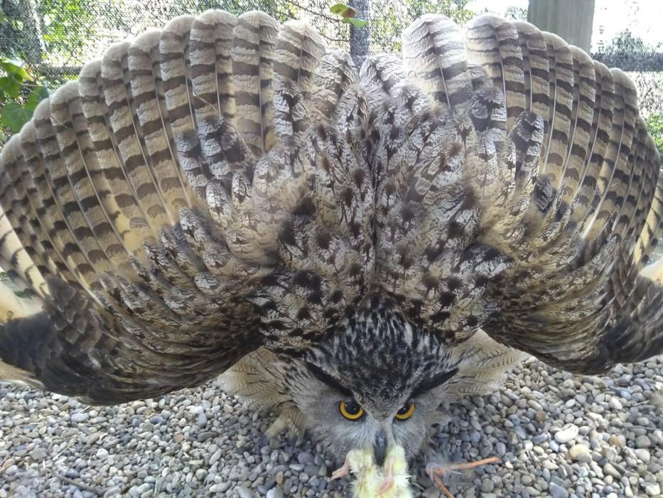 En defensa. Aquesta au és la Furby, té uns cinc anys i és el gran duc del parc ambiental de Bufalvent. A la imatge es pot veure com protegeix el menjar que li han donat obrint les ales per semblar més gran.