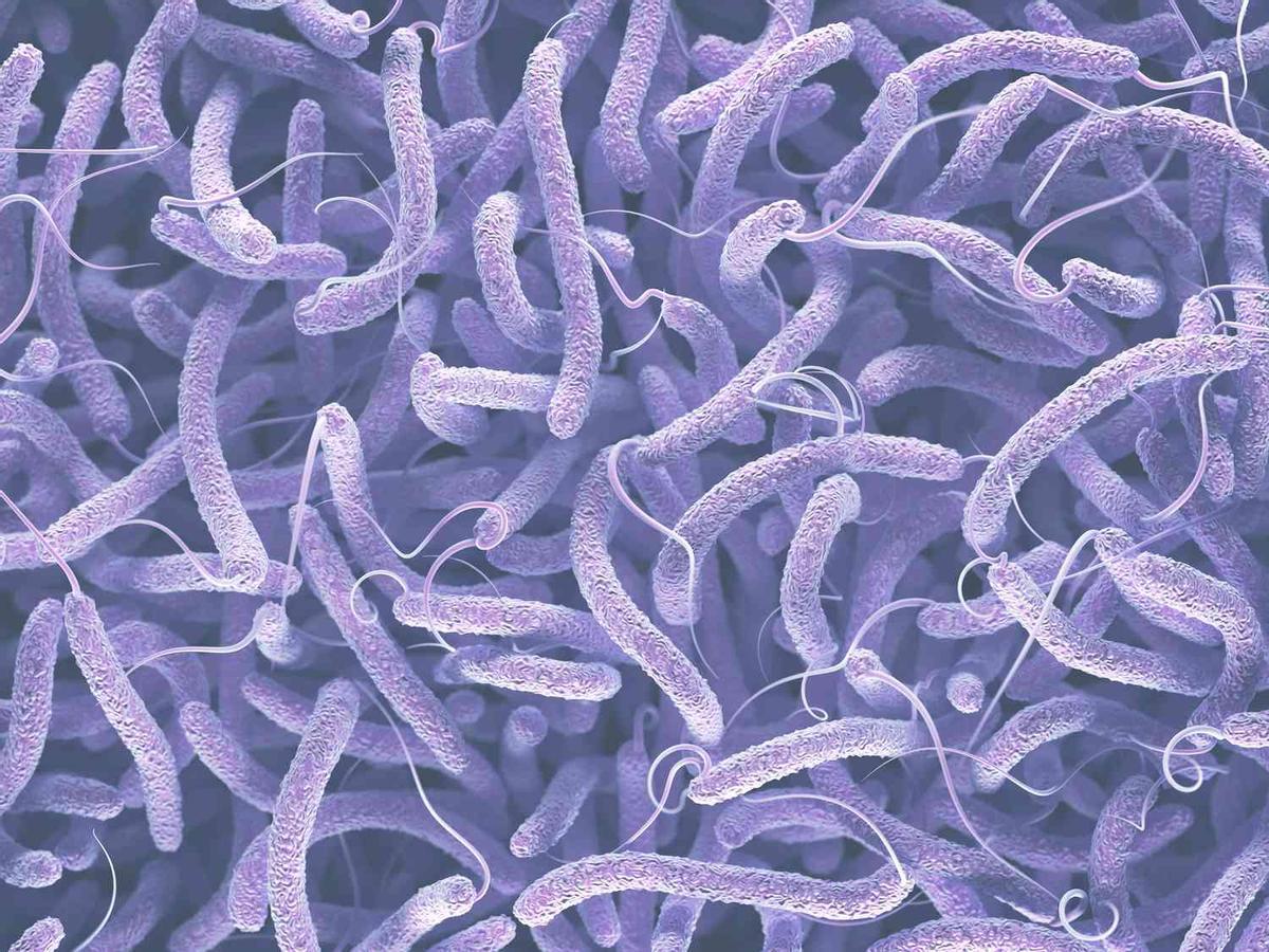 La bacteria se desarrolla en el agua de mar y también en lagunas salobres y desembocadura de río