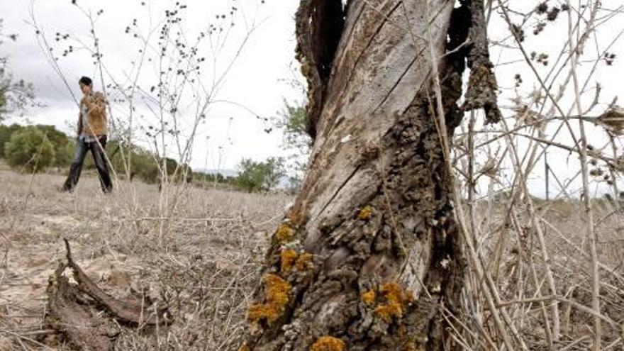 Los cultivos del Vinalopó necesitan agua para poder resistir el verano.