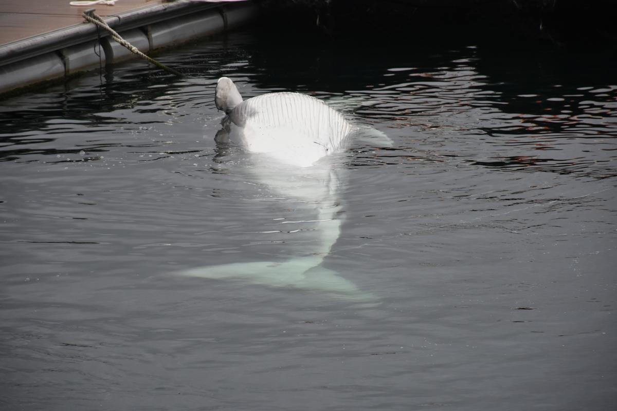 La ballena hallada hoy en aguas de la estación naval de A Graña, en Ferrol.