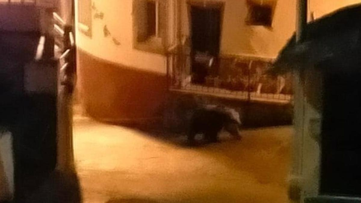 Un oso es grabado andando por las calles de Villarino del Sil.