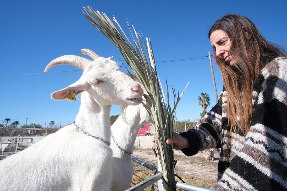 Marta alimenta a una de sus cabras.