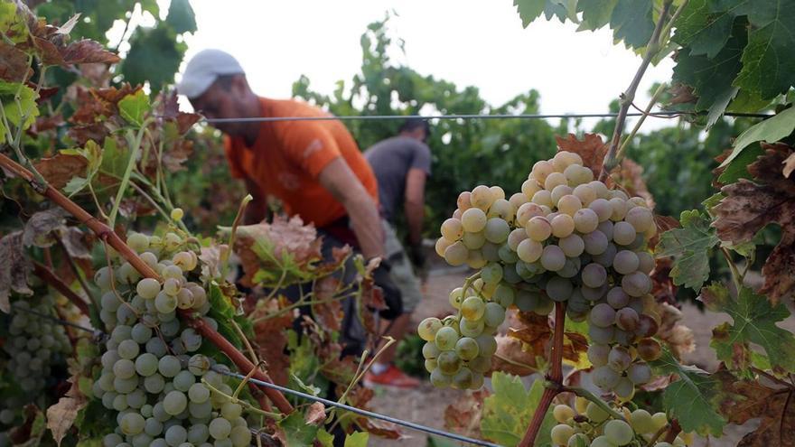 Recogida de la uva en la última vendimia en una explotación del marco Montilla-Moriles. El sector agrario cerró el año con 4.570 parados.
