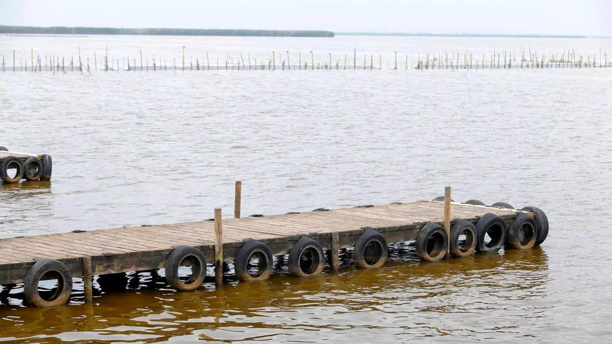 L'Albufera se tiñe de marrón antes de tiempo, ¿cuál es el motivo?