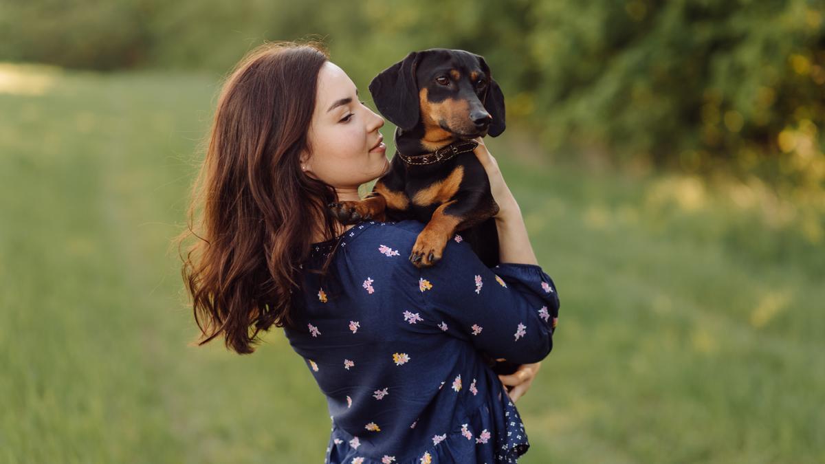 Los Dachshund son una de las razas de perros pequeños más cariñosas