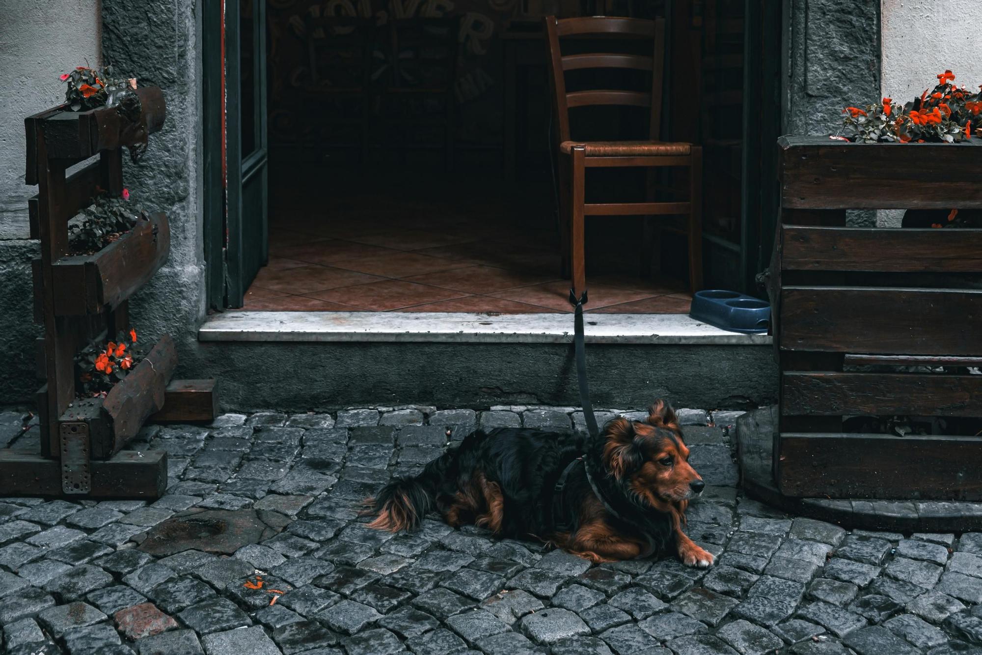 Perro en las calles de Italia.