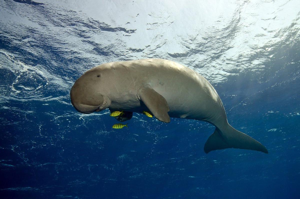 Dugón en la Gran Barrera de Coral